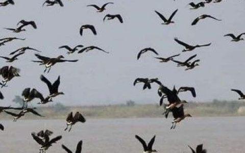 前来缅甸勃固省抹允天然湖泊内栖息的鸟类繁多