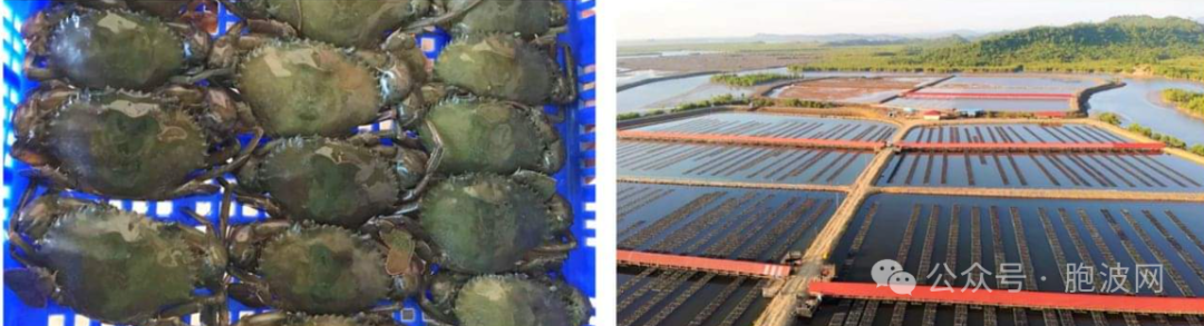 运往仰光市场的伊洛瓦底省软壳蟹达78000缅斤