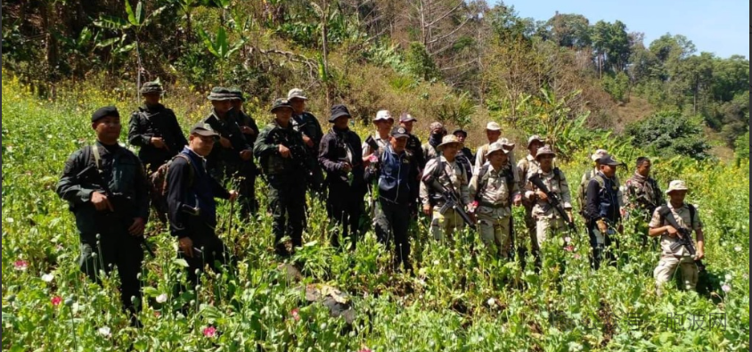 泰缅边境泰国境内发现鸦片种植地