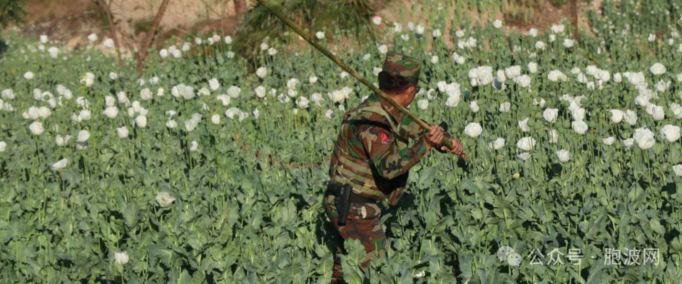 TNLA德昂民地武将缅军属下的民兵栽种的1000英亩罂粟花种地破坏
