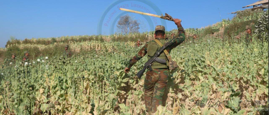 TNLA德昂民地武将缅军属下的民兵栽种的1000英亩罂粟花种地破坏