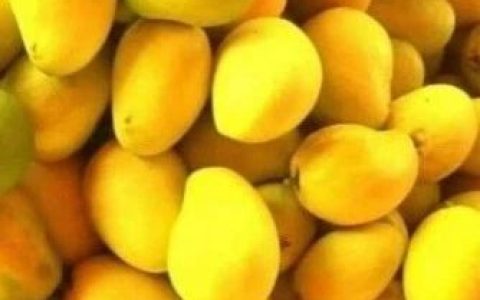 “圣德隆一颗钻”芒果季节快到！果商希望扩大出口市场