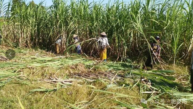 缅甸甘蔗今年除去国内糖厂的需求后剩余10余万吨出口国外