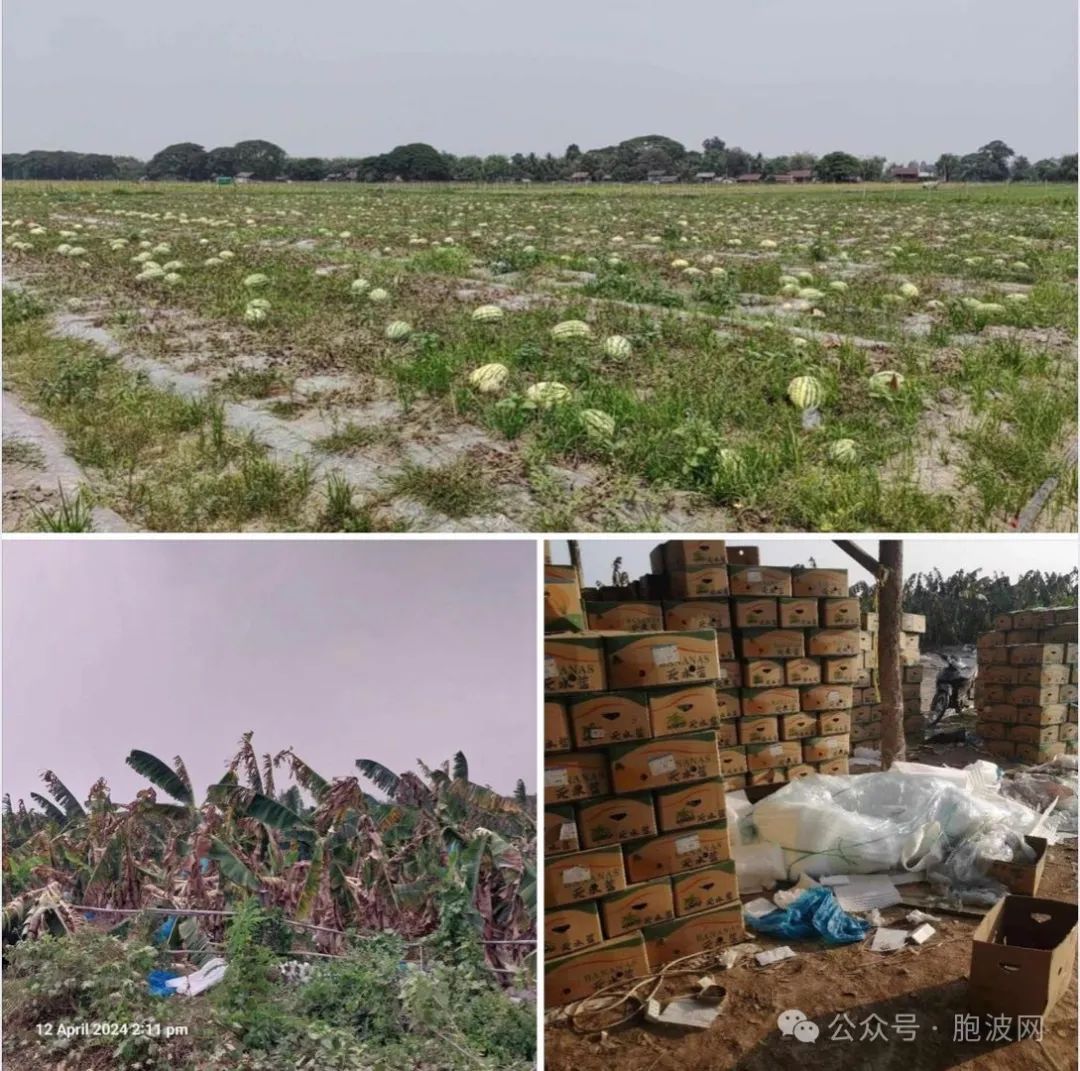 缅甸被内战荒废的农作物看着都心疼