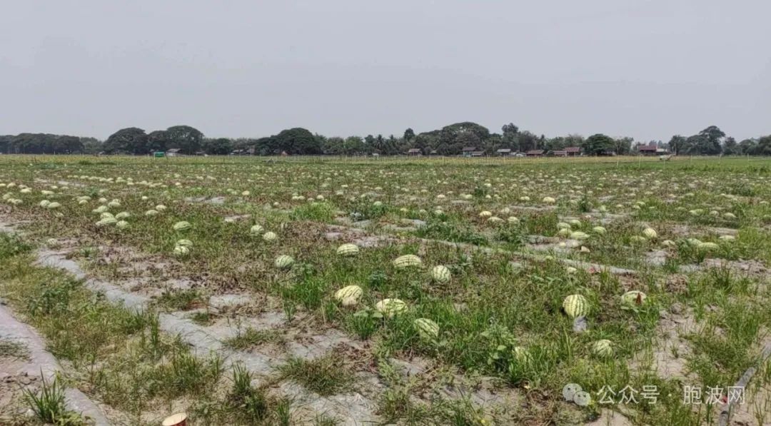 缅甸被内战荒废的农作物看着都心疼