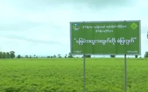 缅甸将300万英亩划为特区专门种植油料作物