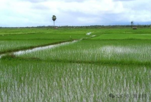 今年财政年缅甸雨季的种稻面积将达150余万英亩