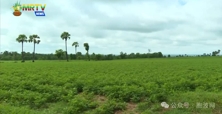 缅甸将300万英亩划为特区专门种植油料作物