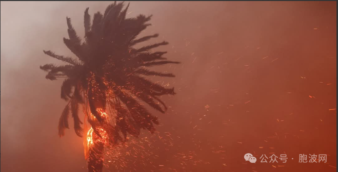 天灾还是人祸？民主大国山火身亡人数上升