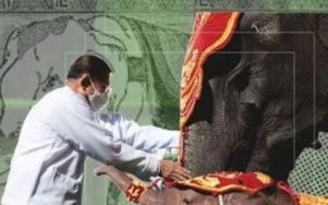愚蠢还是迷信？视白象为吉祥好兆头的缅甸将军们怎么啦？