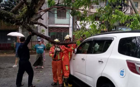 缅甸大树：地震震不倒大风连根拔