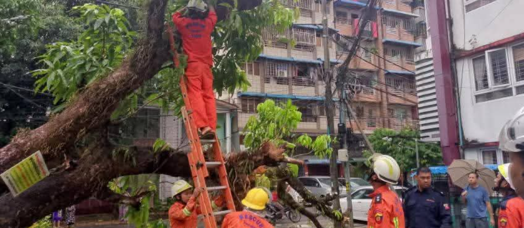 缅甸大树：地震震不倒大风连根拔