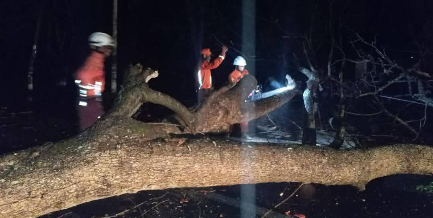 缅甸大树：地震震不倒大风连根拔