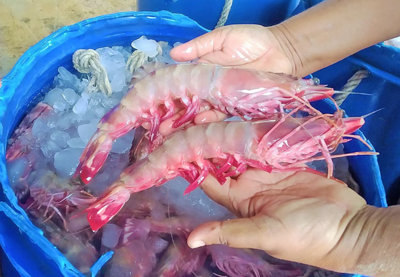 产自缅甸海域的红虾虎虾巴拿马虾出口赚外汇