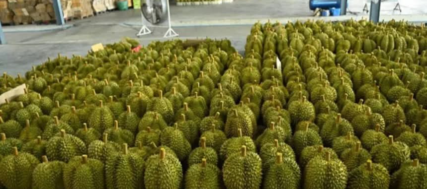 对比：泰国最美水果榴莲在中国市场显露头角但缅甸的水果呢？