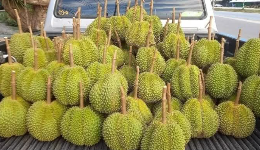 对比：泰国最美水果榴莲在中国市场显露头角但缅甸的水果呢？